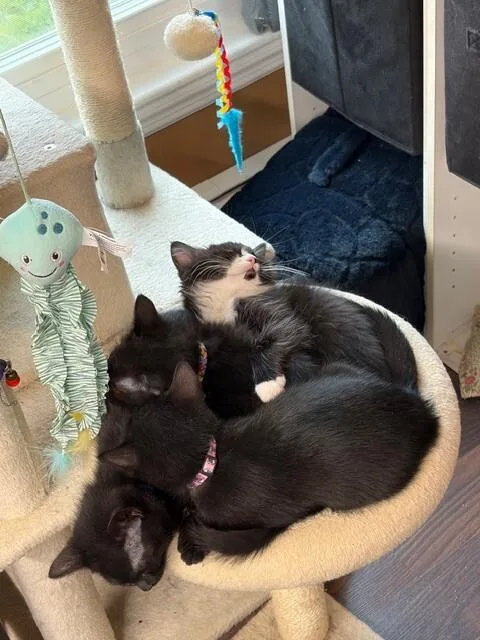 Onyx