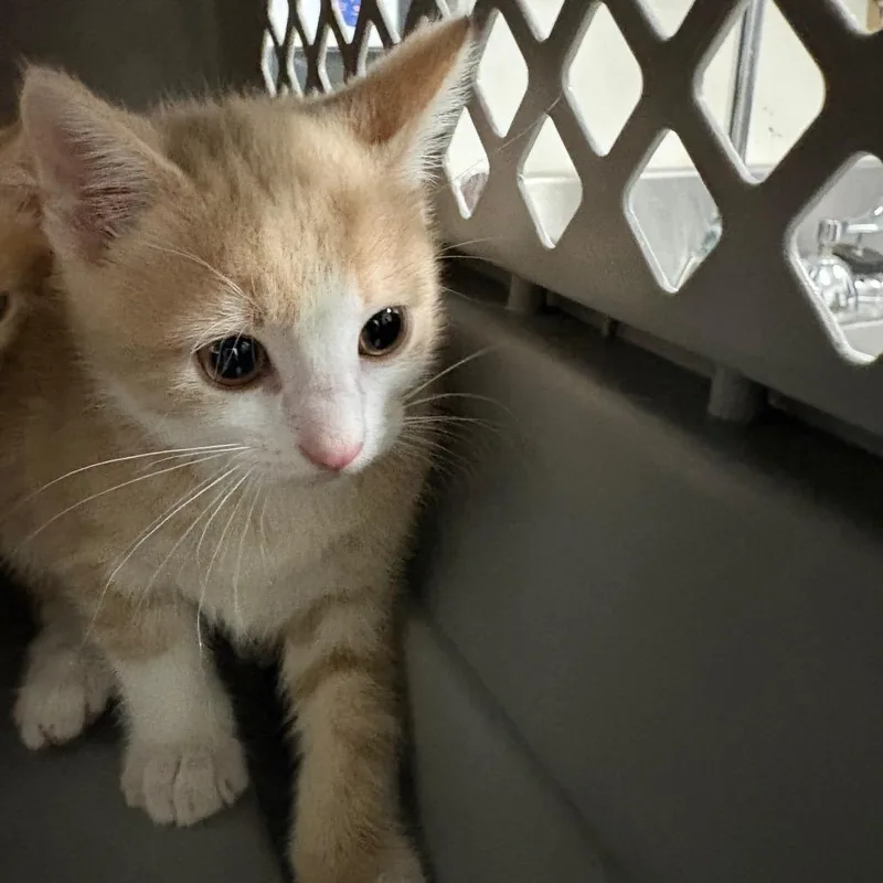 A baby small-sized female Cream / Ivory Domestic Short Hair cat named Tala for adoption in League City, TX