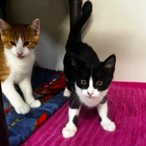 A baby small-sized female Black & White / Tuxedo Domestic Short Hair cat named Prentiss for adoption in Hutchinson, MN