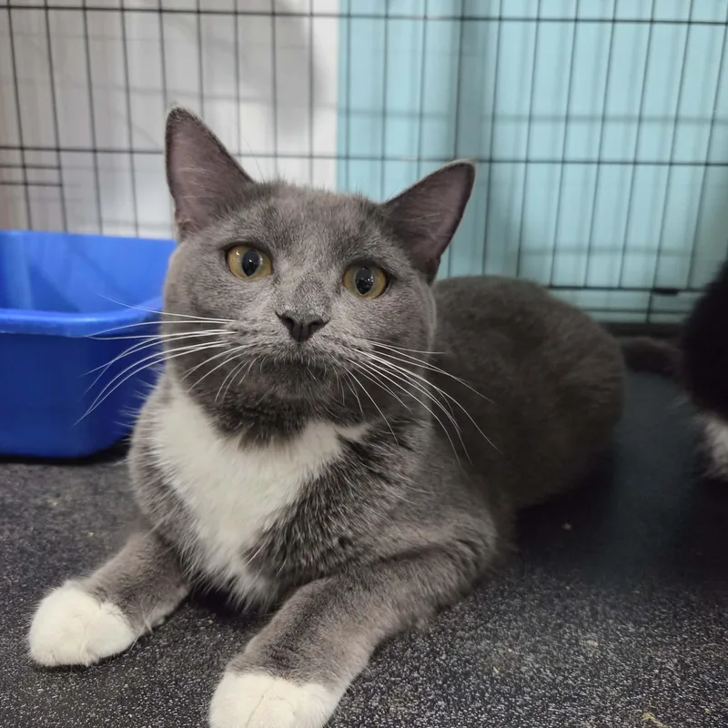 A young medium-sized female Gray & White Domestic Short Hair cat named Joella for adoption in Woodstock, CT