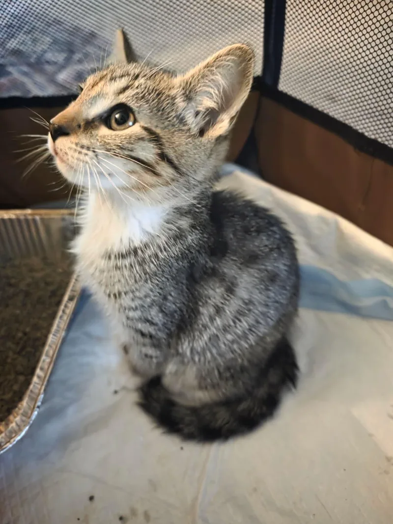 A baby small-sized male Tabby (Brown / Chocolate) Domestic Short Hair cat named Mac for adoption in Odenton, MD
