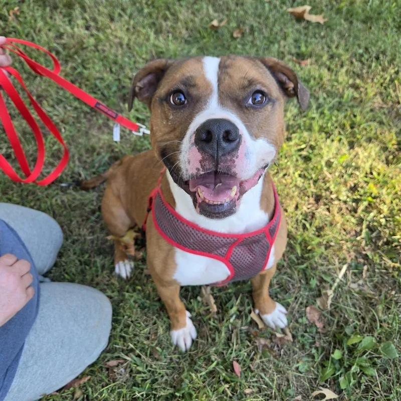 An adult medium-sized male Brown / Chocolate Pit Bull Terrier dog named Dozer for adoption in Vine Grove, KY