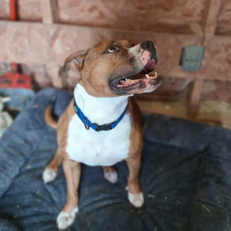 Dozer thumbnail 3