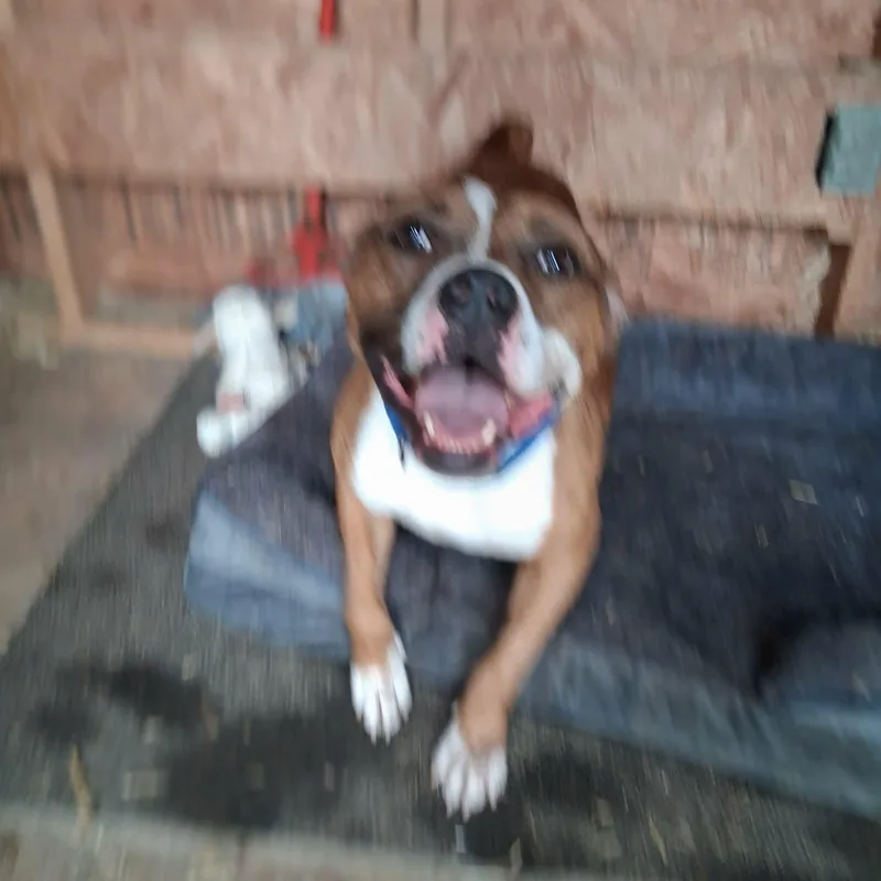 Dozer thumbnail 4