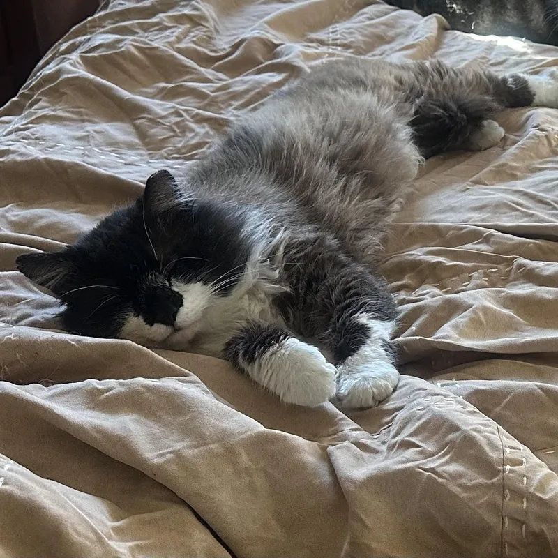 Chonk Bell thumbnail 2