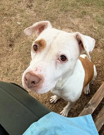 An adult medium-sized female Mixed Breed dog named Lainey Wilson for adoption in Atlanta, GA