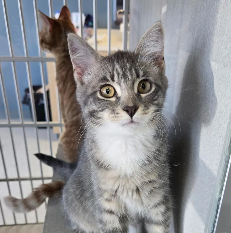 A baby medium-sized male Domestic Short Hair cat named Jesse Lamb for adoption in Shoreline, WA