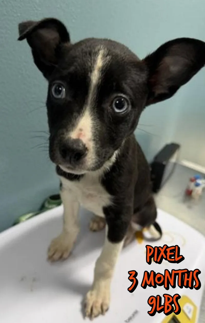 A baby medium-sized male Feist dog named Pixel for adoption in Holbrook, NY