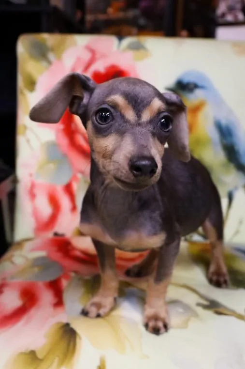 A baby small-sized male Miniature Pinscher dog named Chucky for adoption in Chicago, IL