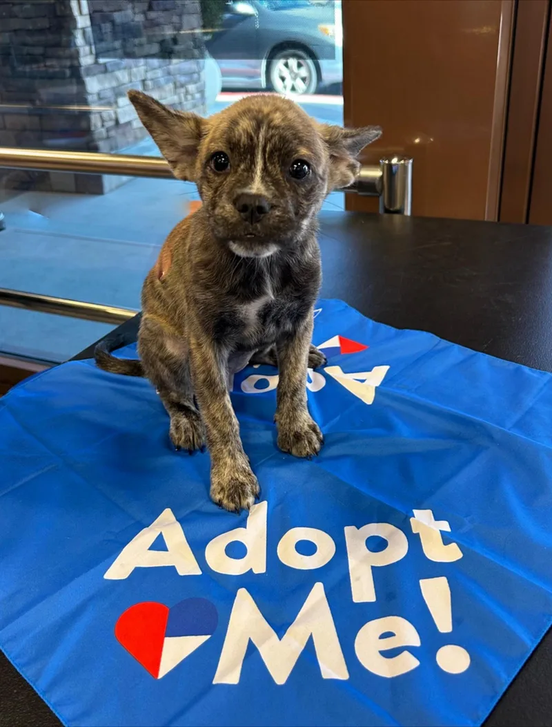 A baby small-sized female French Bulldog dog named Valentina for adoption in Santa Clarita, CA
