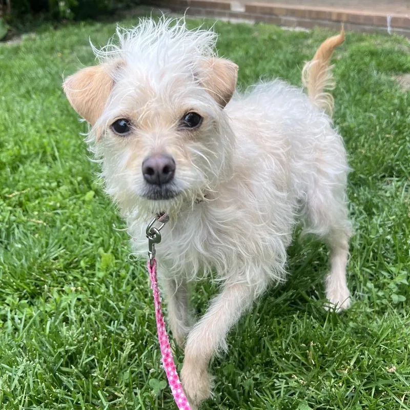 An adult small-sized female White / Cream Terrier dog named Clarice for adoption in Hinsdale, IL