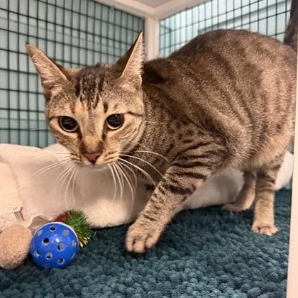 A baby medium-sized female Gray / Blue / Silver Domestic Short Hair cat named Nora for adoption in Fernandina Beach, FL