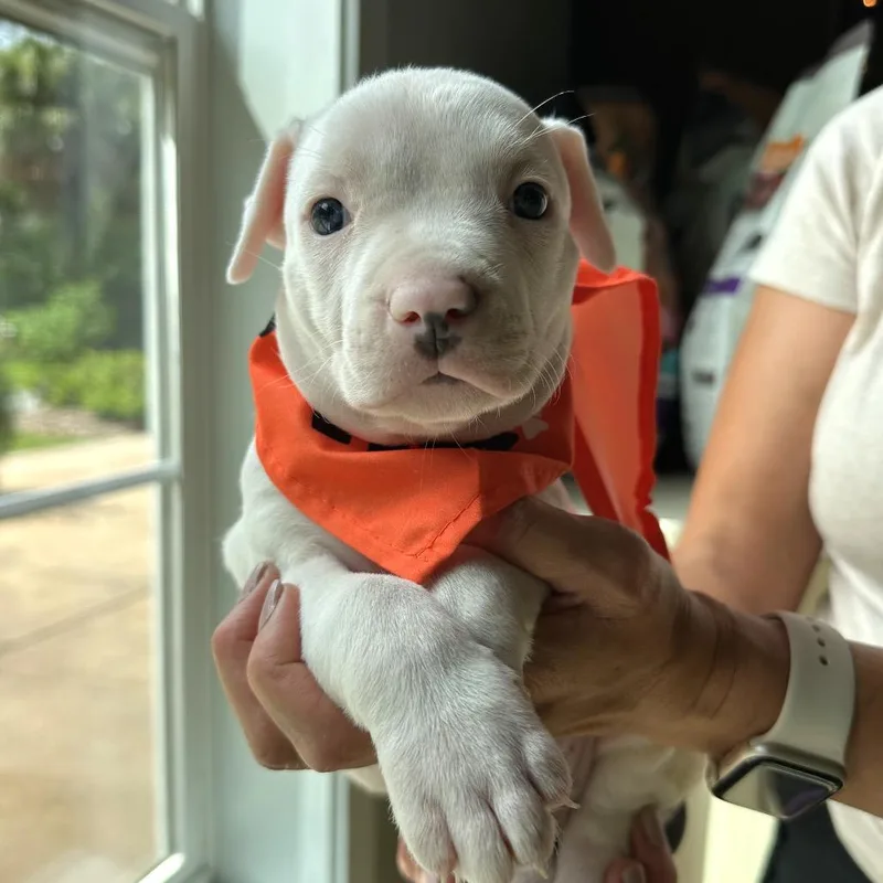 A baby small-sized male White / Cream Pit Bull Terrier dog named Ecuador for adoption in Tampa, FL
