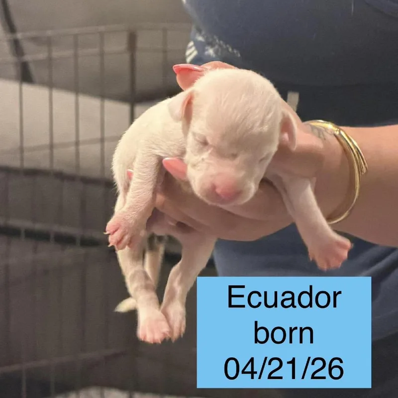 Ecuador thumbnail 2