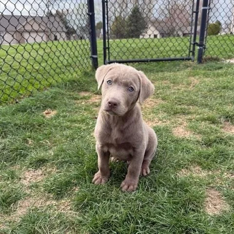A baby large-sized male Gray / Blue / Silver Labrador Retriever dog named Nate for adoption in Indianapolis, IN