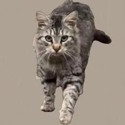 A young medium-sized female Maine Coon cat named Micha trusting&loving for adoption in Houston, TX