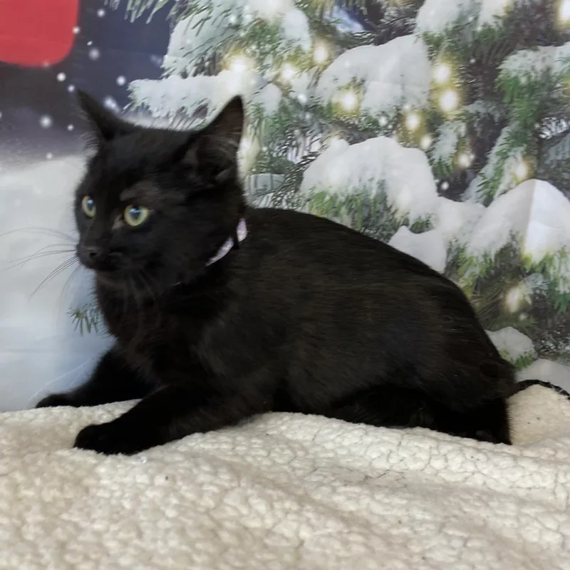 Majestic thumbnail 2