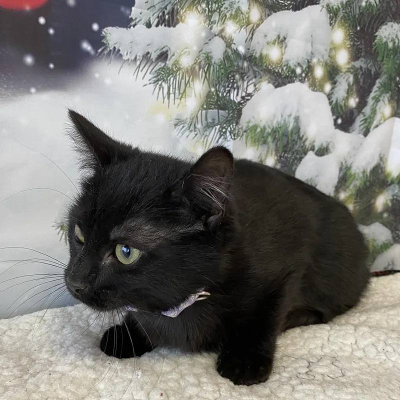 Majestic thumbnail 3