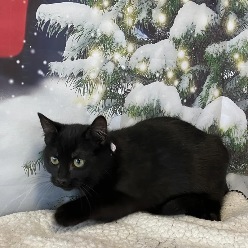 Majestic thumbnail 4