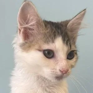 A young small-sized female Domestic Medium Hair cat named Foxy for adoption in Margate, FL