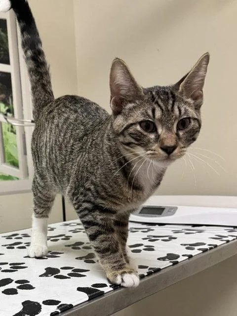 A baby medium-sized male Domestic Short Hair cat named Koda for adoption in Lancaster, PA