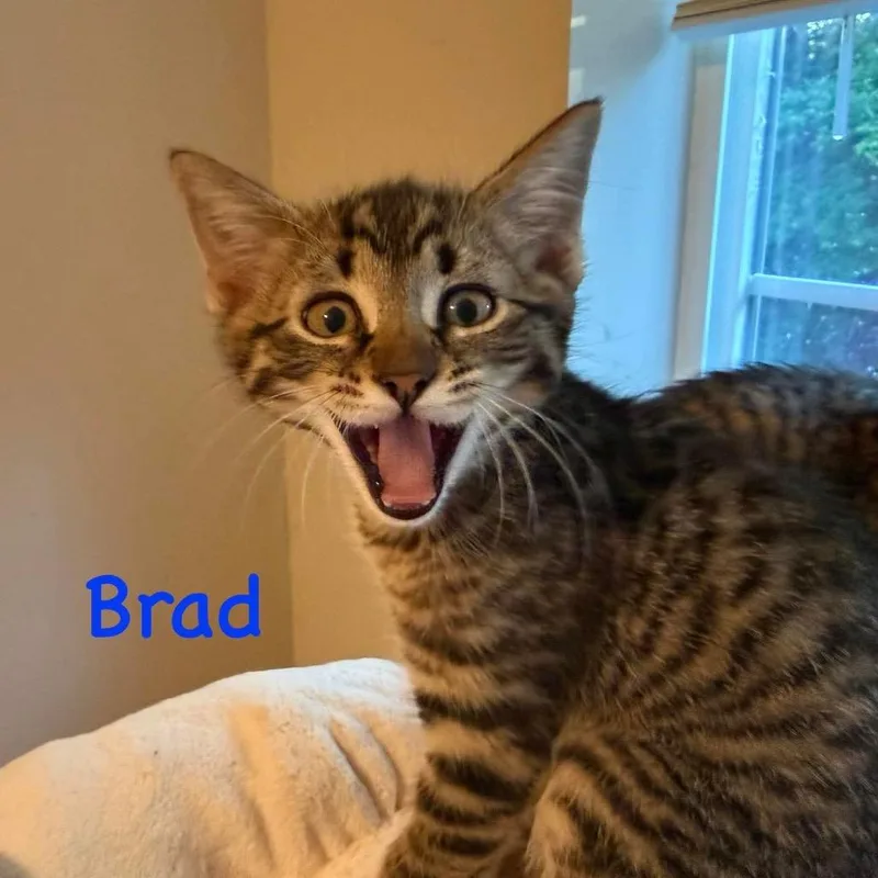 A baby small-sized male Domestic Short Hair cat named Brad for adoption in Allyn, WA