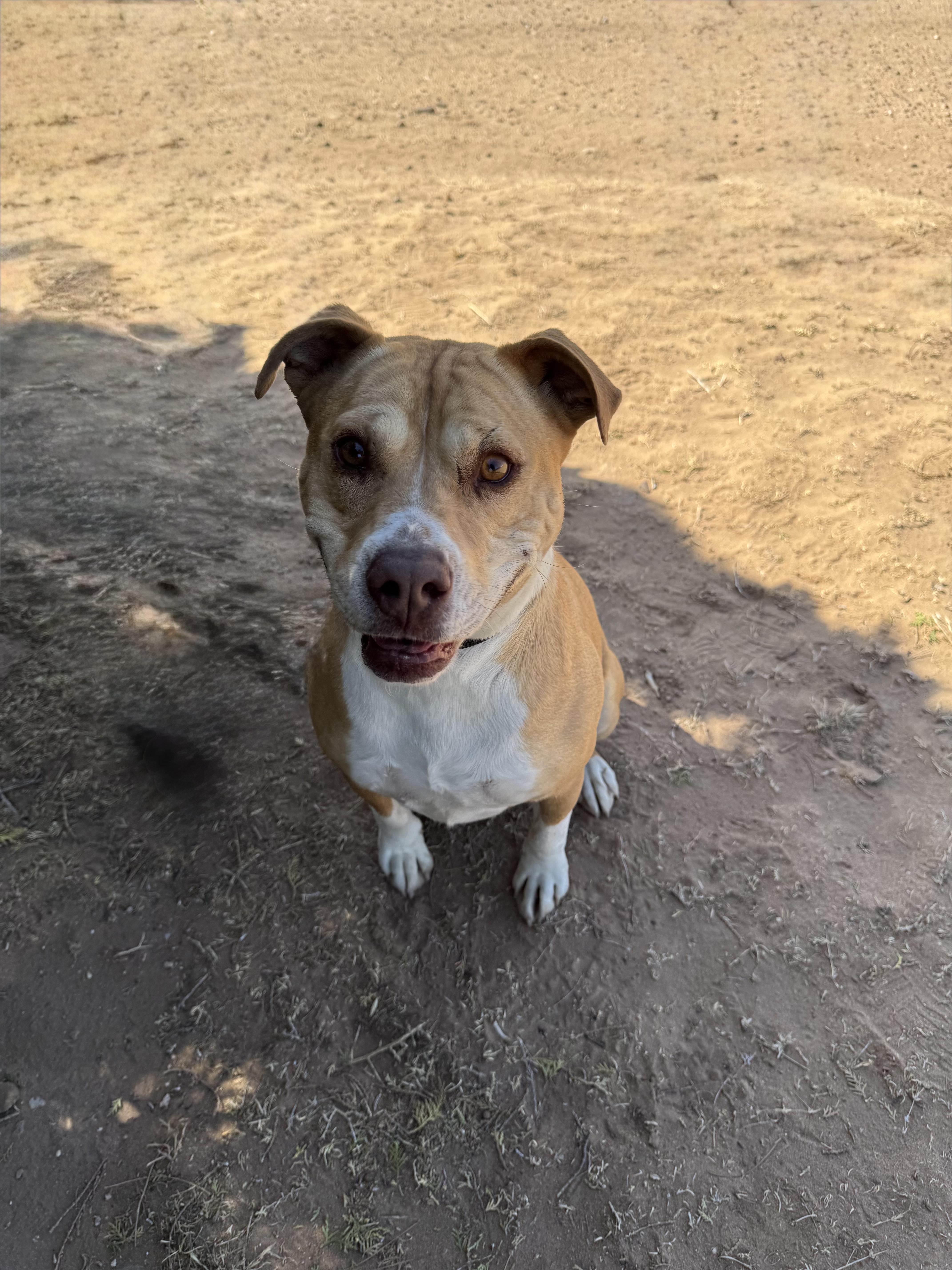 An adult medium-sized female Apricot / Beige Pit Bull Terrier dog named Matilda for adoption in Canyon, TX