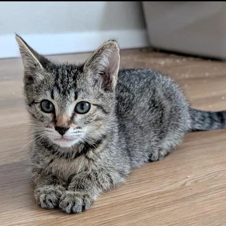 A baby small-sized female Brown / Chocolate Domestic Short Hair cat named Petra VanMeowsing for adoption in Layton, UT