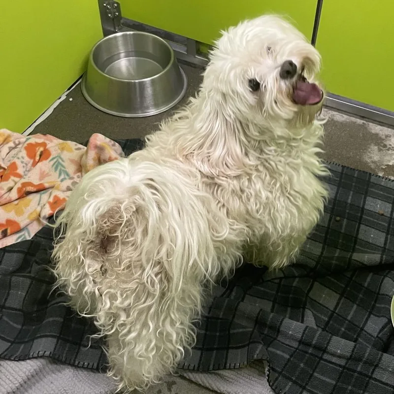 A senior small-sized male Maltese dog named Yancy for adoption in Spokane, WA