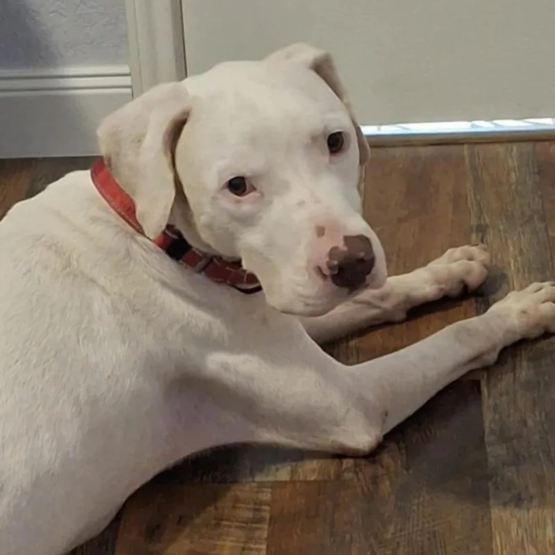 Archer Jum thumbnail 2