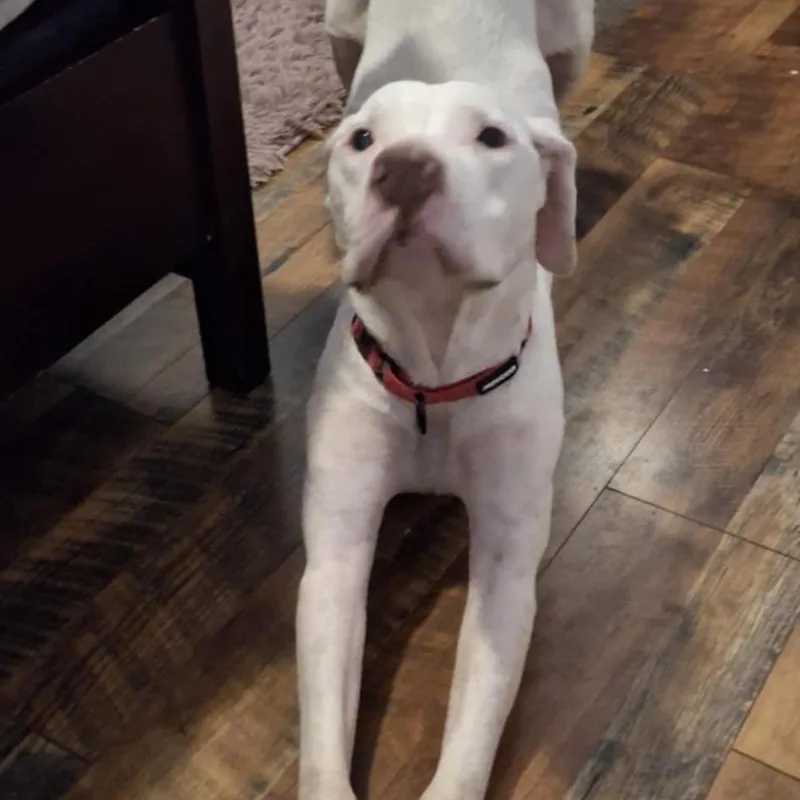 Archer Jum thumbnail 3