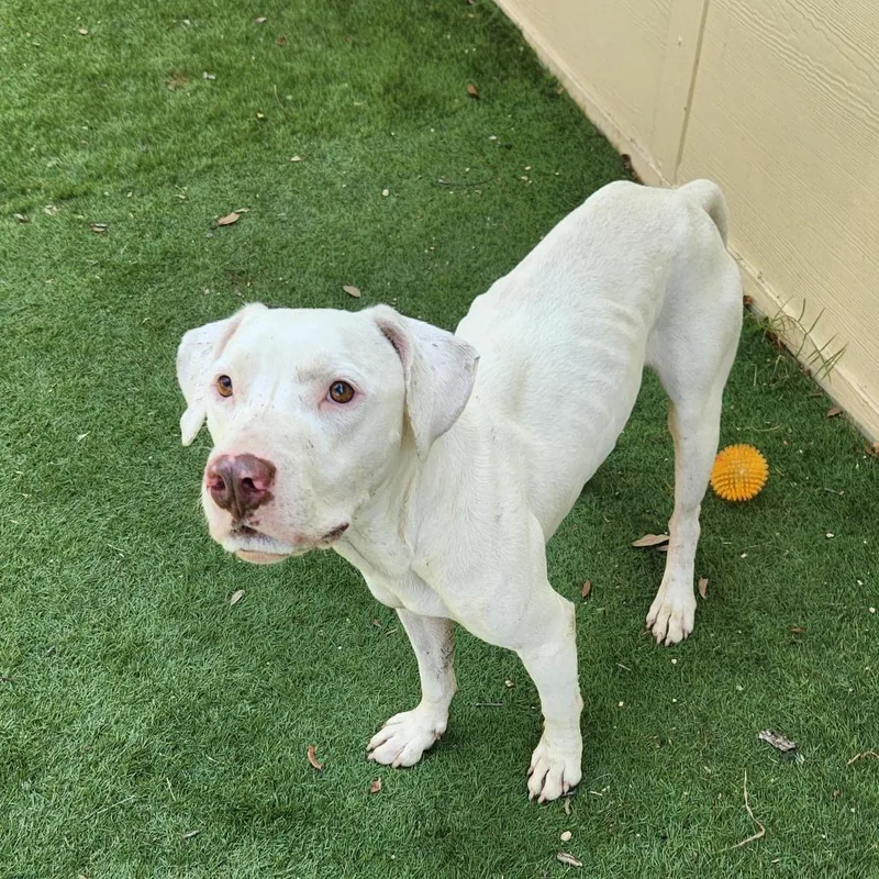 Archer Jum thumbnail 4