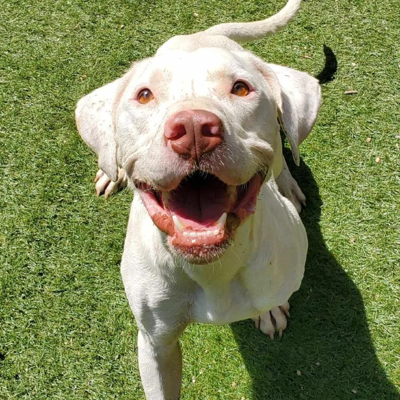 Archer Jum thumbnail 5