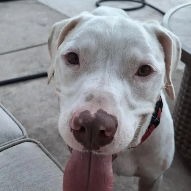 Archer Jum thumbnail 6