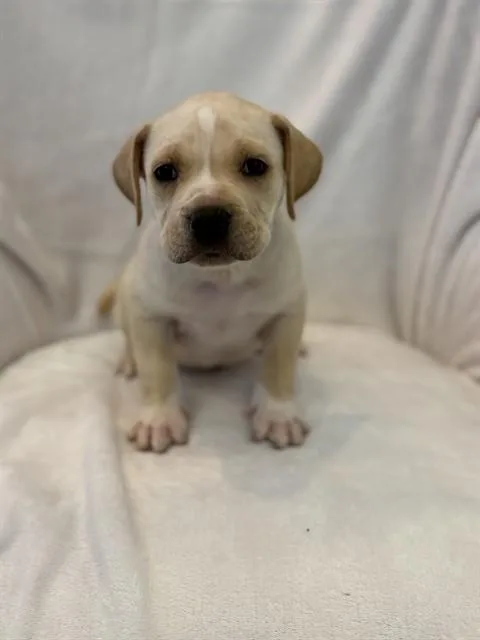 A baby large-sized male Pit Bull Terrier dog named Skittles for adoption in Forney, TX