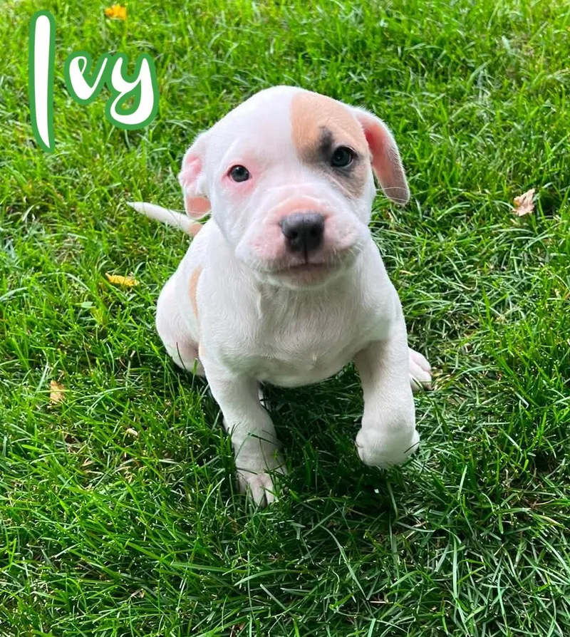 A baby large-sized female Apricot / Beige American Bully dog named Ivy for adoption in Elburn, IL