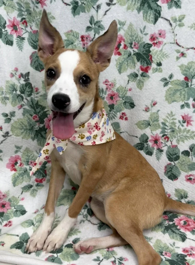 Daisy