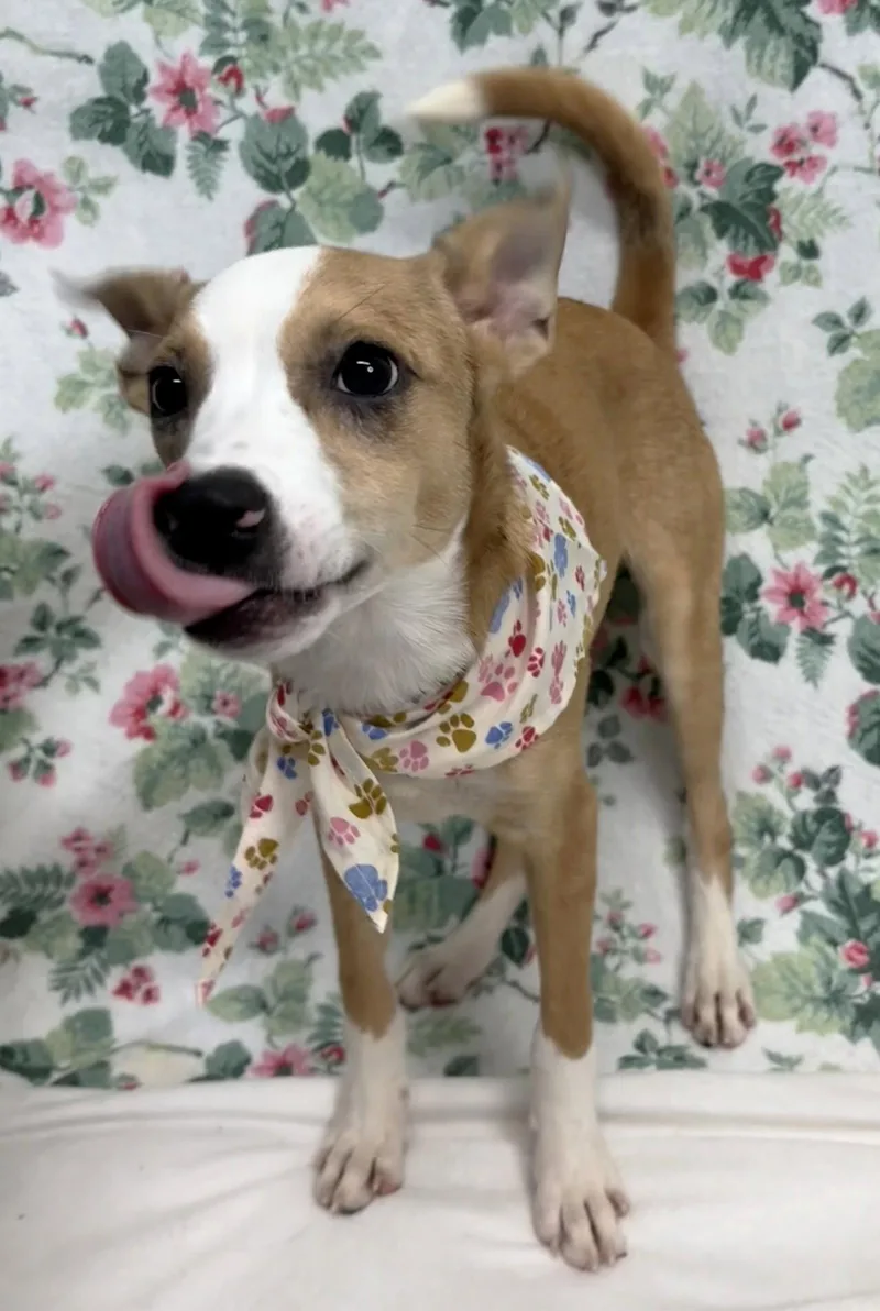 Daisy thumbnail 2