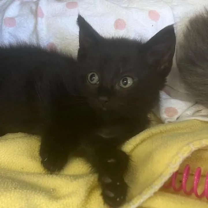 A baby small-sized male Black Domestic Short Hair cat named The Peppers Jalapeno for adoption in Washington, DC