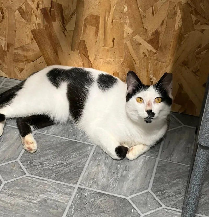 An adult medium-sized male Black & White / Tuxedo Domestic Short Hair cat named Scout for adoption in Danville, IL