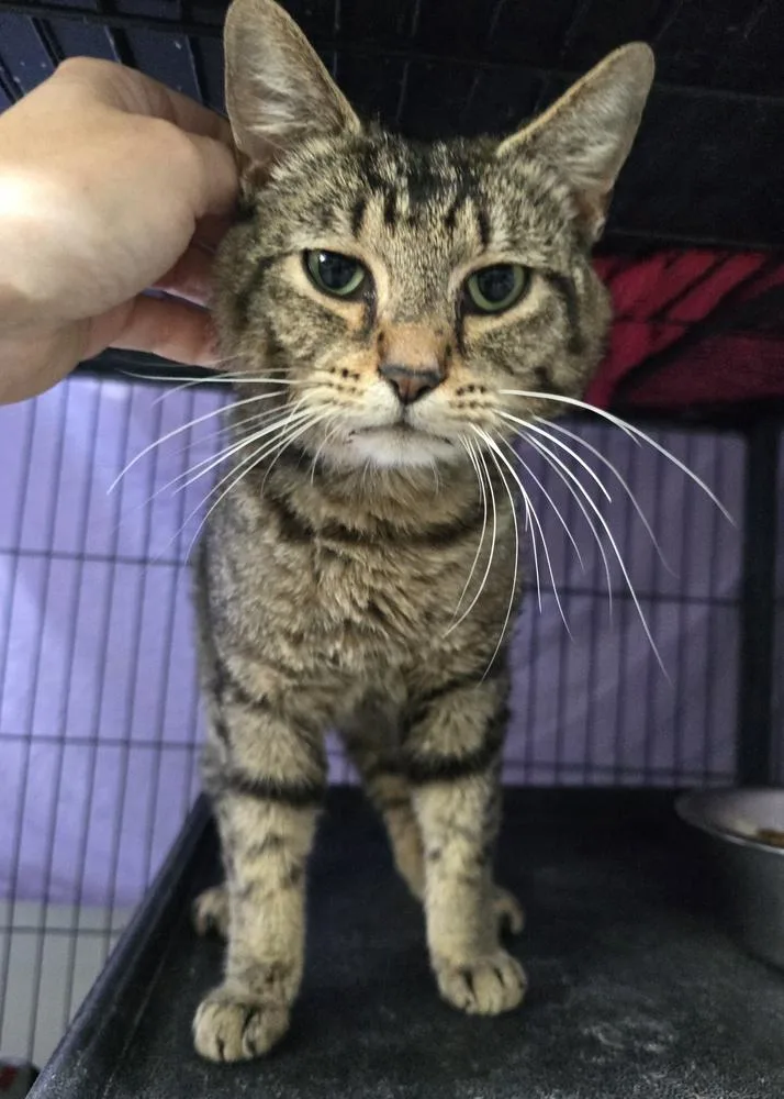 An adult large-sized male Domestic Short Hair cat named Monty for adoption in Dickson, TN