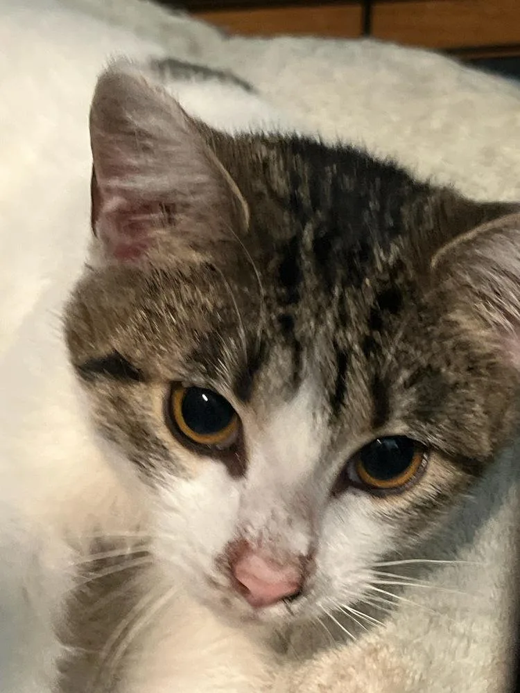 A baby small-sized female Black & White / Tuxedo Domestic Short Hair cat named Posey for adoption in Metamora, IL