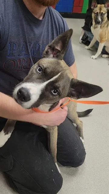 A young medium-sized female German Shepherd Dog dog named Dahlia for adoption in Indianapolis, IN