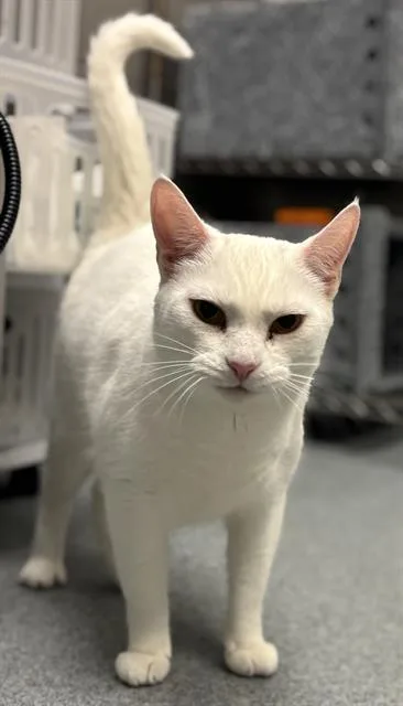 An adult small-sized female Domestic Short Hair cat named Pico for adoption in Indianapolis, IN