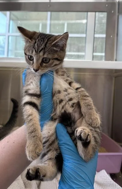 A baby small-sized female Domestic Short Hair cat named Shorty for adoption in Westland, MI