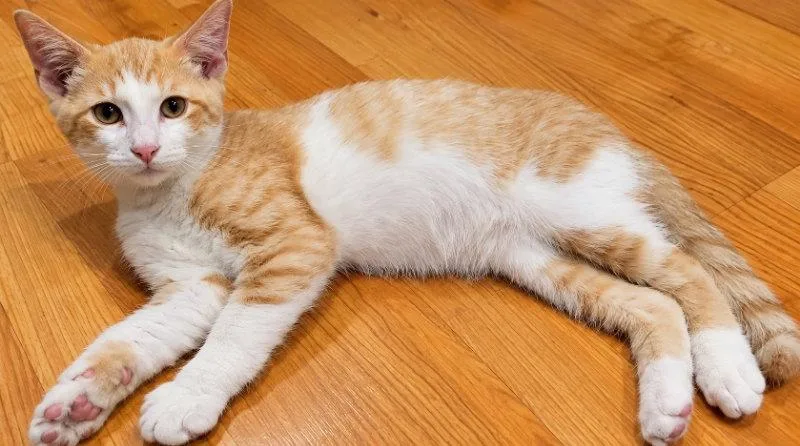 A baby small-sized male Orange & White Domestic Short Hair cat named Mitchell for adoption in Mankato, MN