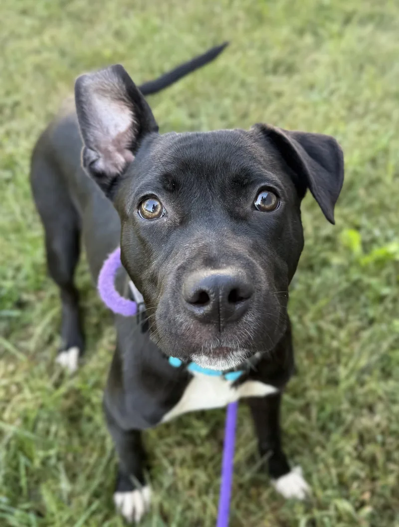 A baby medium-sized male Black Pit Bull Terrier dog named Papa John for adoption in Manassas, VA