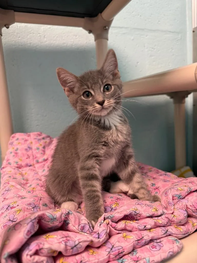 A baby small-sized female Domestic Short Hair cat named Channel for adoption in Cape Coral, FL