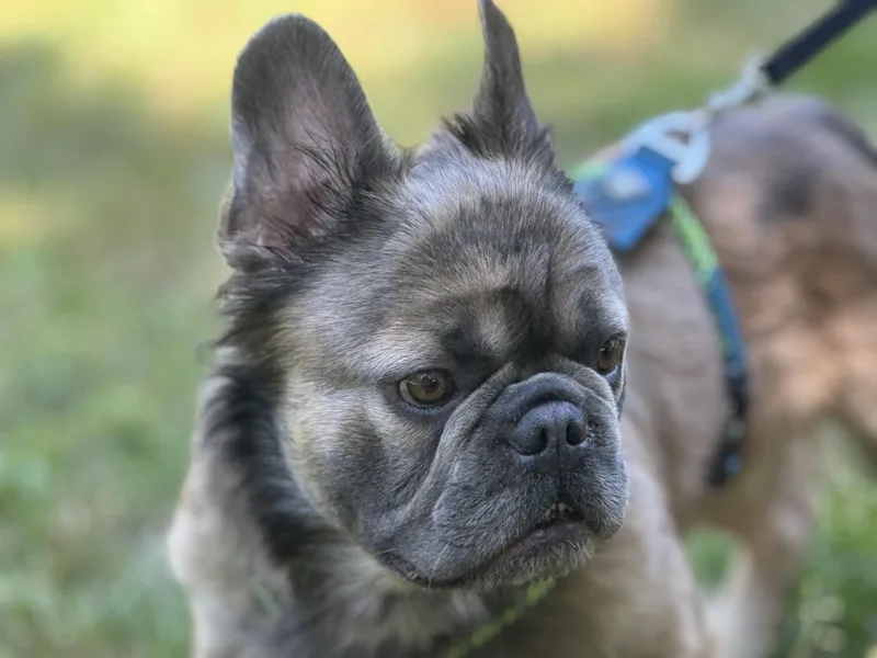 Bernard thumbnail 5