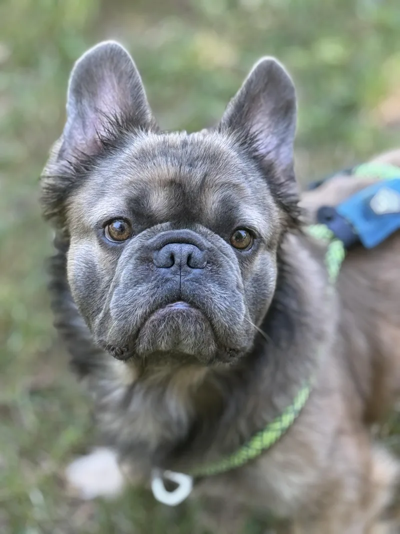Bernard thumbnail 6